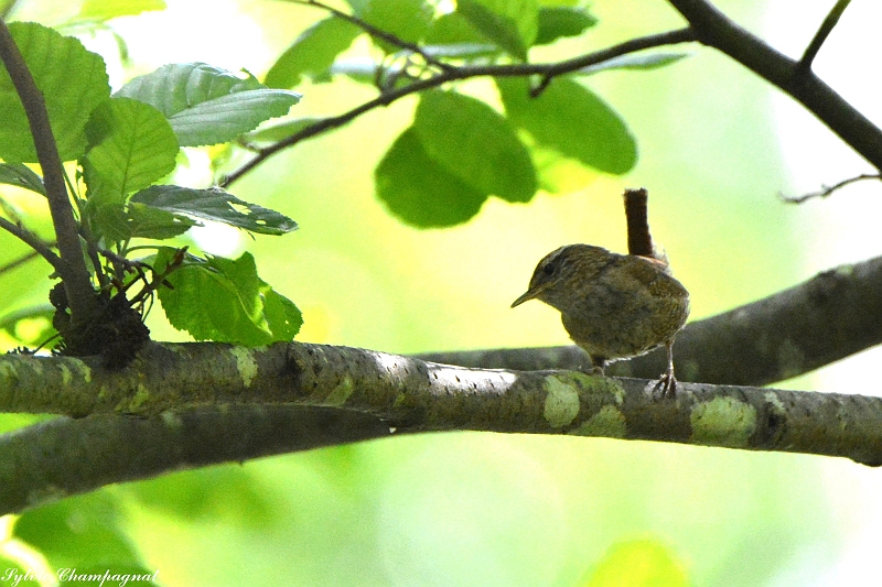 Troglodyte mignon Dordogne.JPG